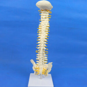 Human Spine Anatomical Model