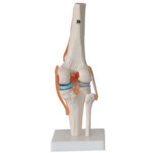 Human Knee Joint Anatomical Model