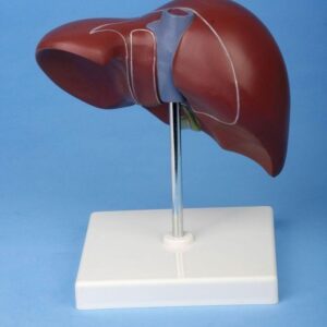 Liver Organ Anatomical Model