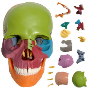 Colorful 15 Parts Detachable Skull Anatomical Model