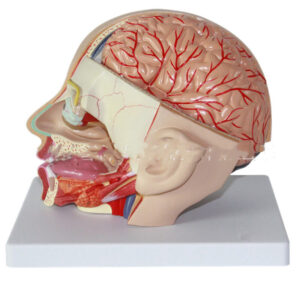 Human head anatomical model with brain parts