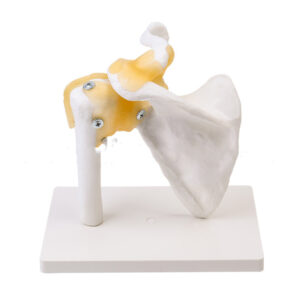 Shoulder Joint With Ligament Skeleton Anatomical Model