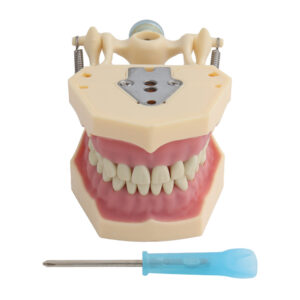 Articulated dental with movable teeth Anatomical Model