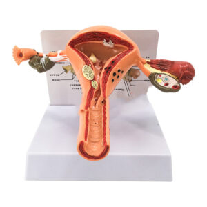 Anatomical Model of Female Reproductive System