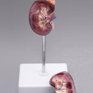 Kidney With Adrenal Gland Anatomical Model
