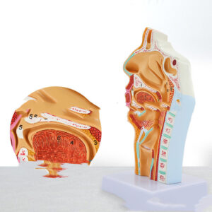 Anatomical Model Of Human Nasal and Oral Cavities