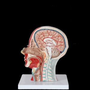 Head Transverse Sectional Anatomy Model
