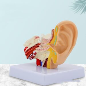 Anatomical model of EAR